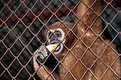 Thai traditional house, gibbon kept in a cage to amuse the tourists.